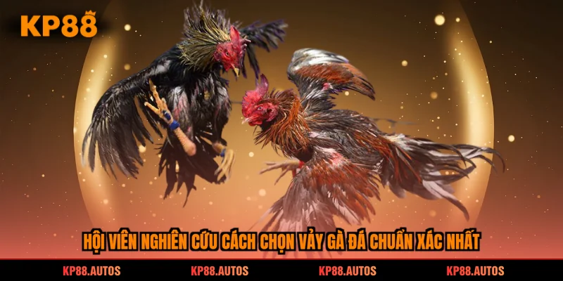 Hội viên nghiên cứu cách chọn vảy gà đá chuẩn xác nhất