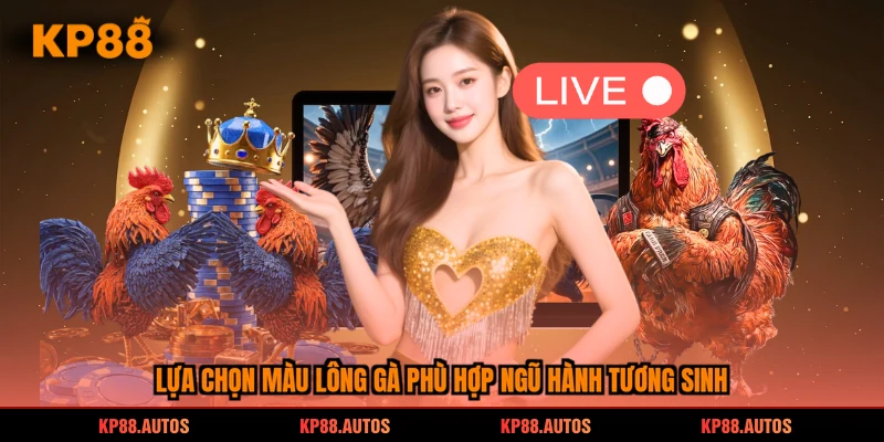 Lựa chọn màu lông gà phù hợp ngũ hành tương sinh